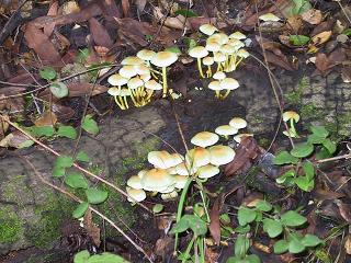 A picture of some mushrooms